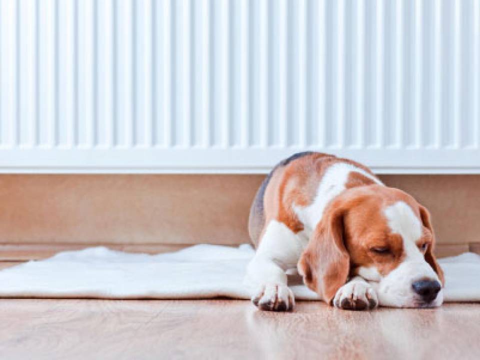 Dog feeling cozy thanks to central heating system.